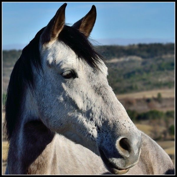 Belle tête