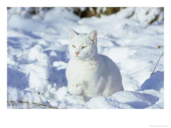Ti-lou...des neiges...hi..hi..