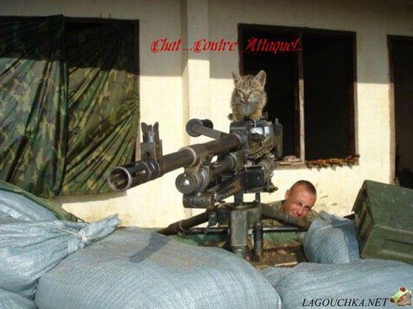 Chat contre attaque!