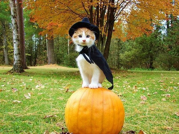 Chat Halloween...