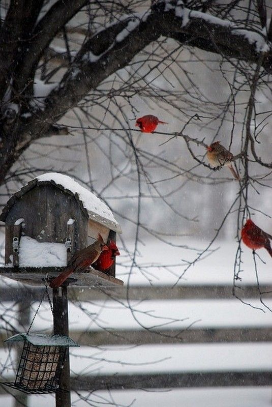 Les cardinals....