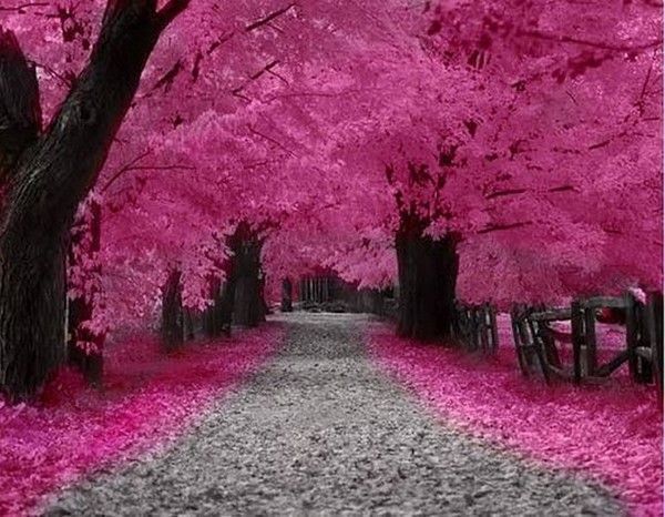sentier