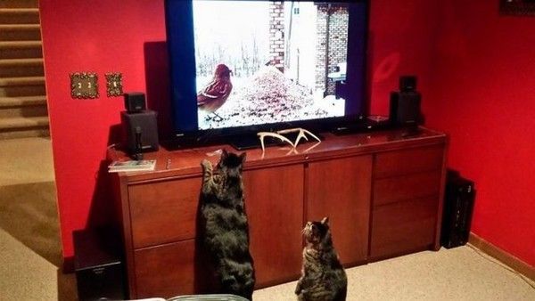 pause cinoche