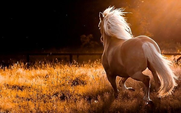 Palomino.....