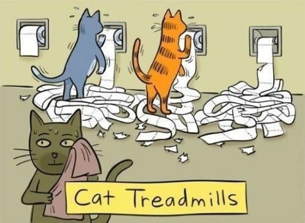 Humour de chats...