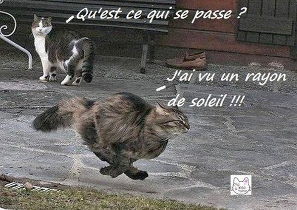 bateinche.......ou chat