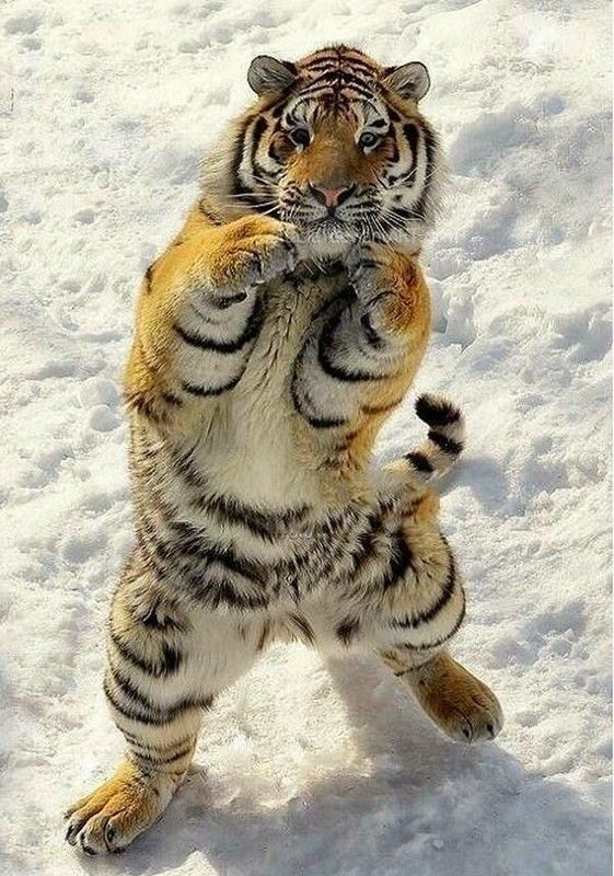 tigre hiver