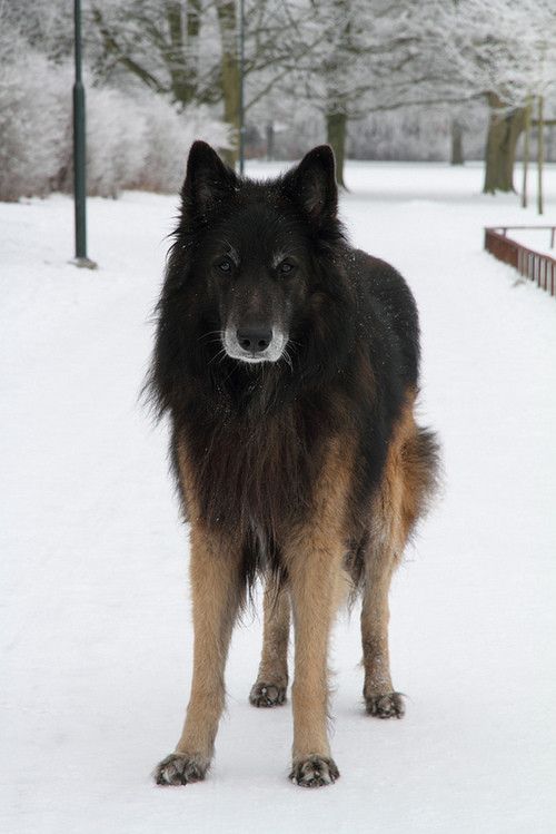 Chien ou loup...
