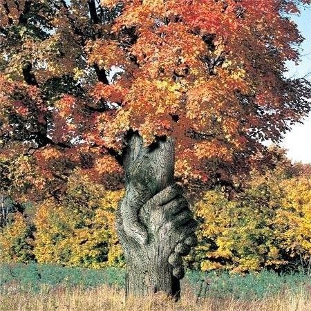 Arbre génial..