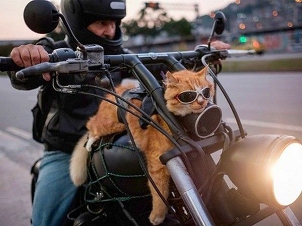 chat roulllleeeeeeeeee