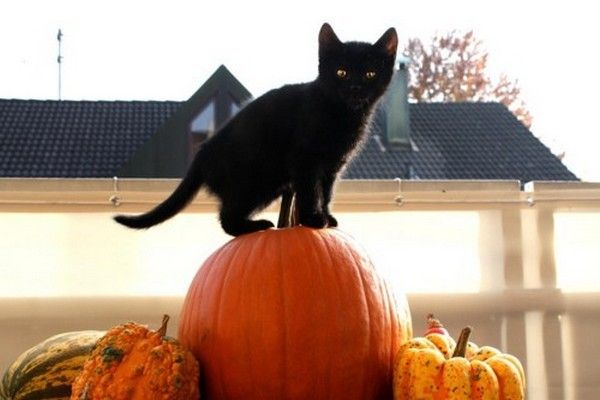 Chat halloween