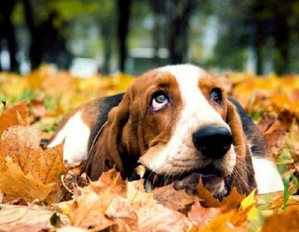 Chien automne