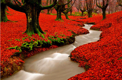 Un magnifique tapis rouge...