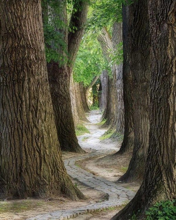 sentier