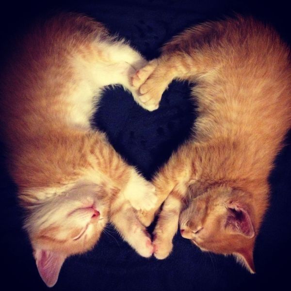 Coeur de chat