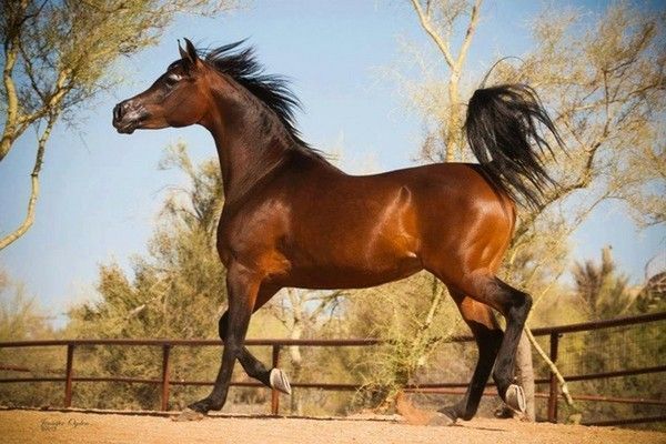 Beau...cheval...