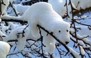 ours de neige