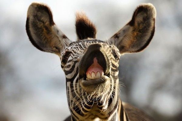 Cheese....gang..!