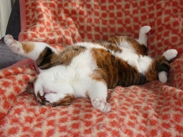 chat dors 