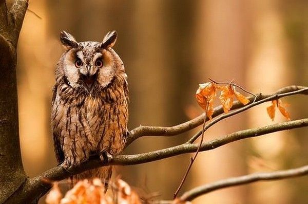 Moi..l'oiseau d'automne..hi.hi..