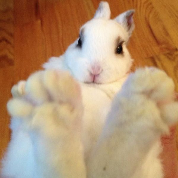 Lapin au grand....pied...