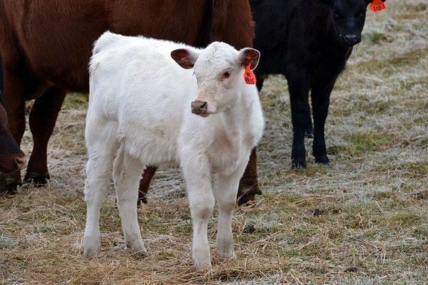 veau blanc