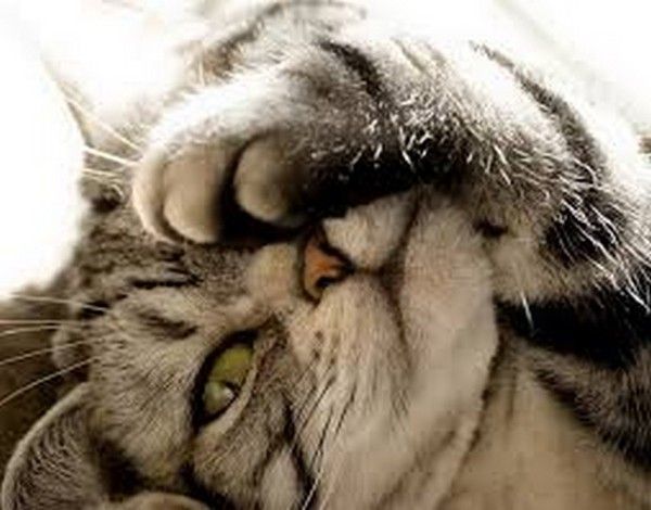 nonnnnnn...pas chat