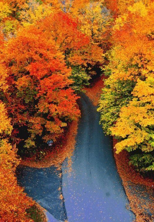 chemin pavé automne