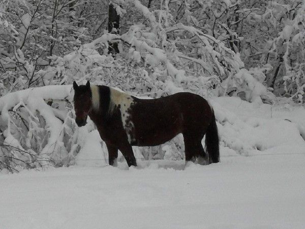 Un cheval dans la neige