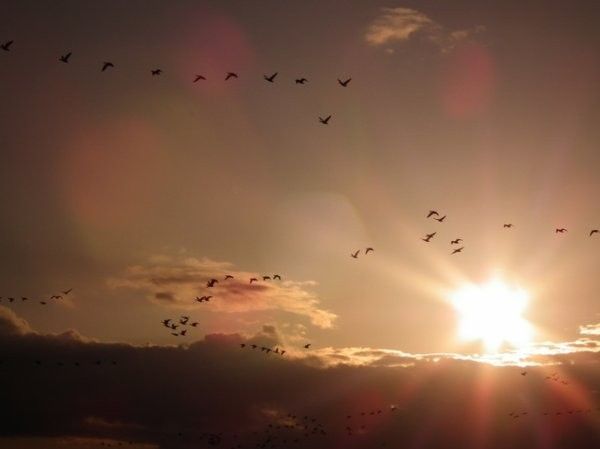 Les outardes....sont sur leur départ...