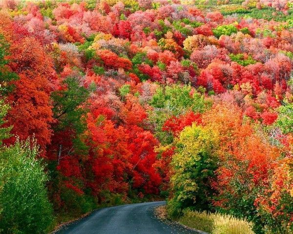 sentier...automne