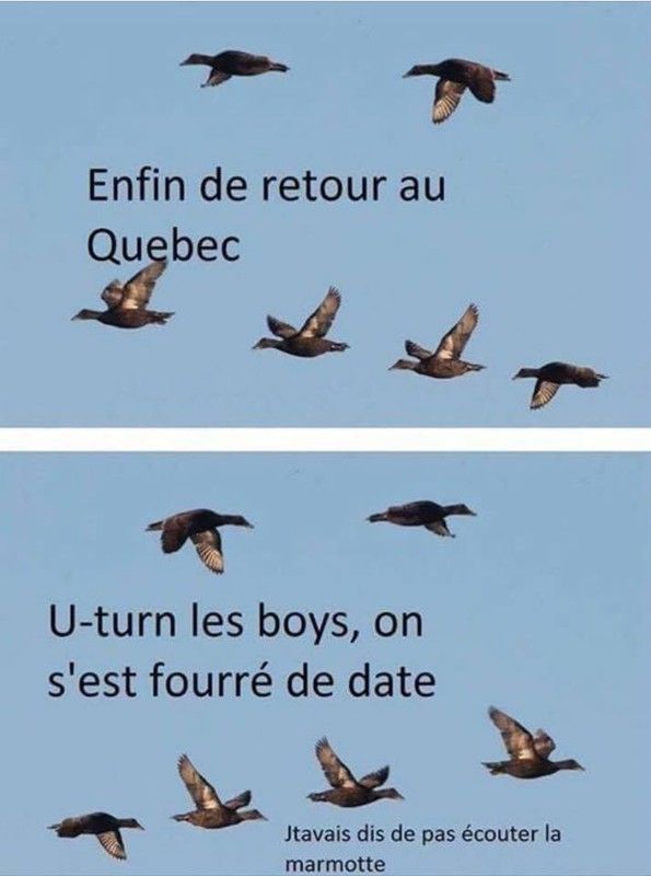 même les oiseaux