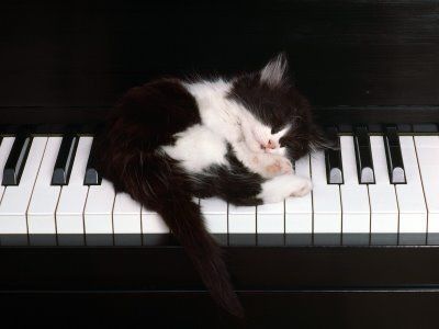 Chaton pianote