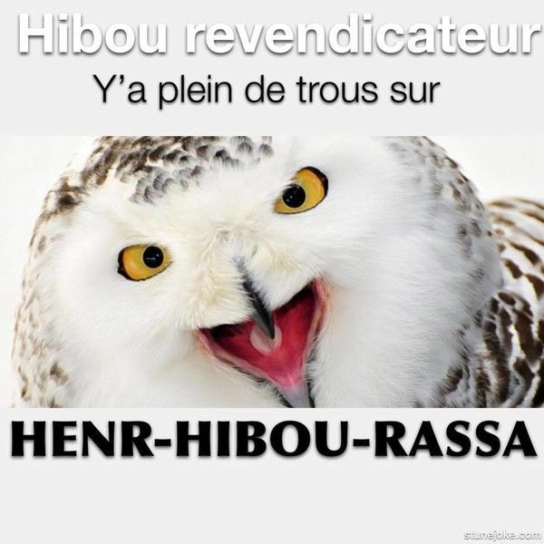 hibou