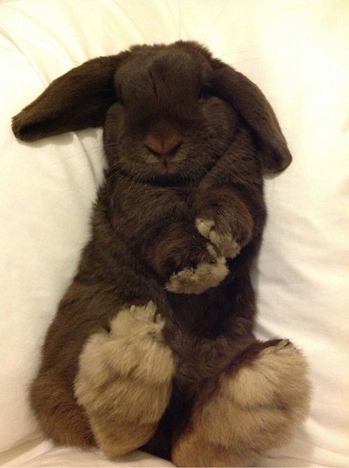 Toute une patte de lapin...