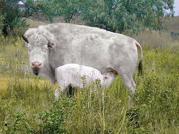 bison albinos