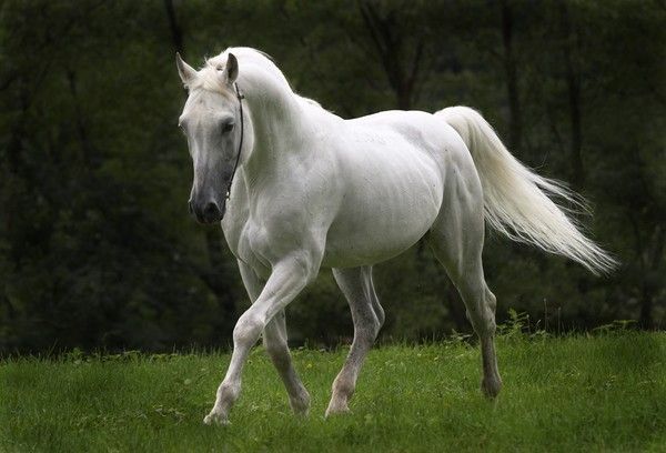 Cheval..blanc...