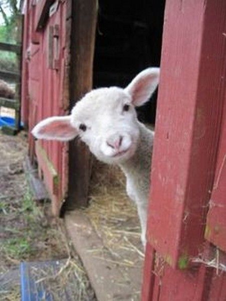 coucou....