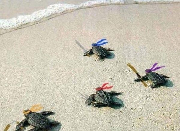 Les tortues Ninja.....