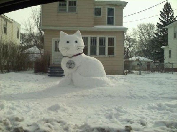 Beau cat de neige