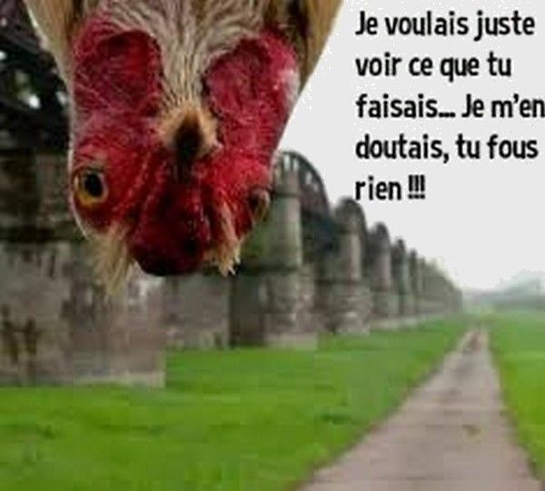 je vois que