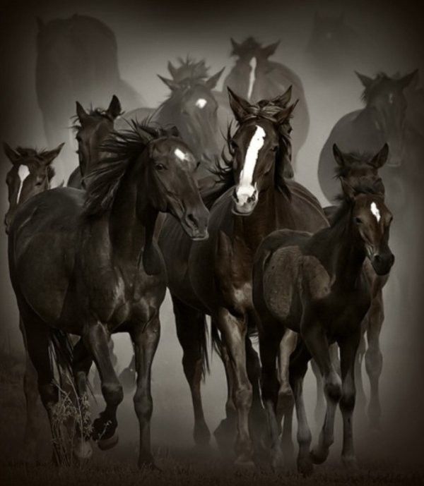 Groupe de chevaux...