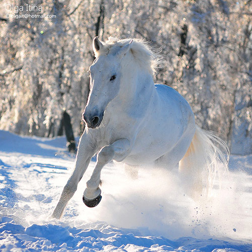 Un magnifique cheval blanc
