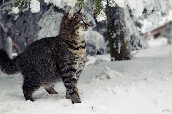 joli..chat tigré...hiver