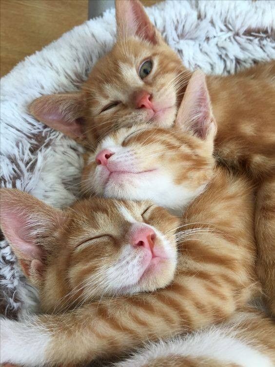 chat cé...un vrai hi.hi..