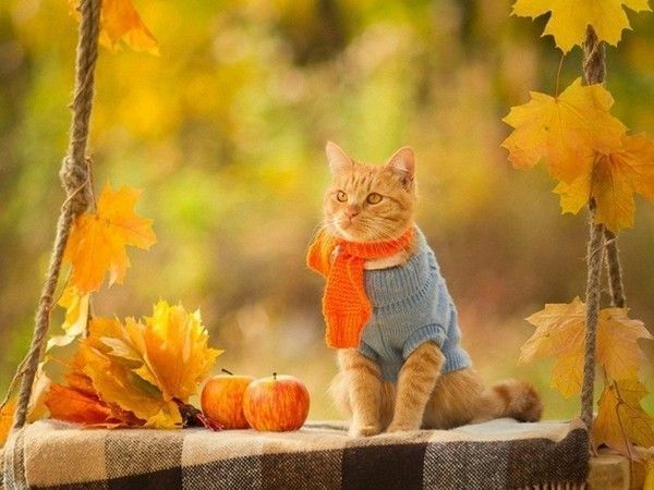 ti-chat automne