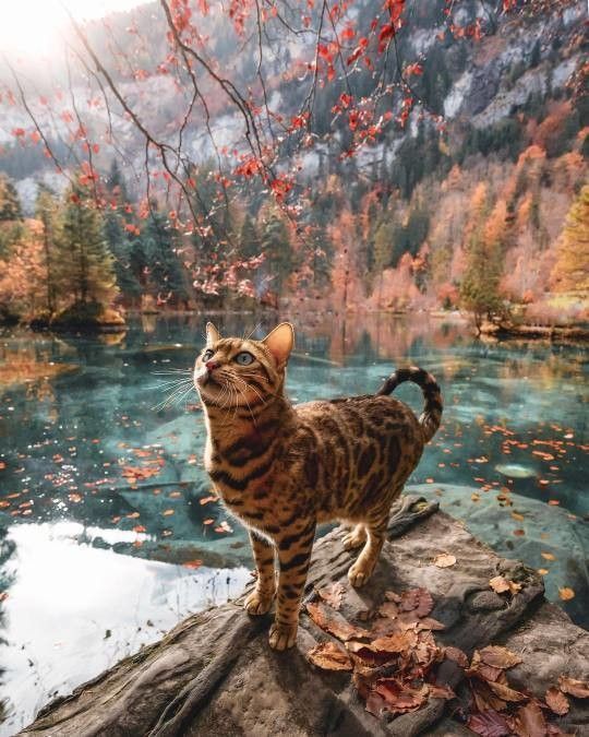 y as du beau en
