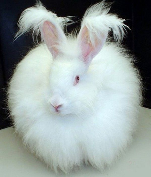 Beau lapin blanc.....