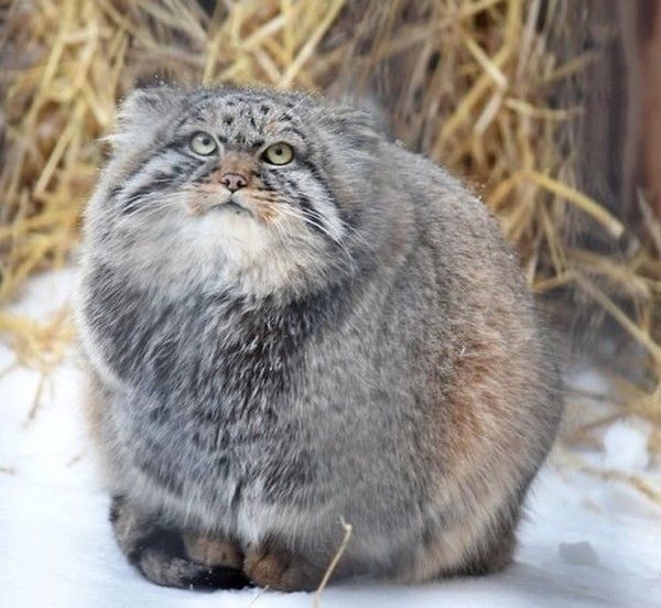 grr...bon ..bon...