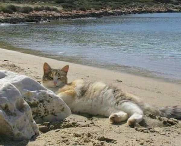 une plage 
